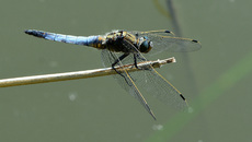 Blaugrüne Mosaikjungfer (18).jpg